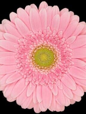 Meet your Posher, Pinkdaisy08
